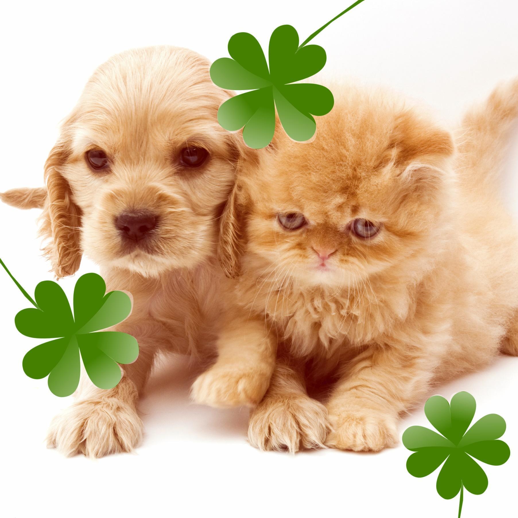 Pets na Irlanda: Regras Para Trazer Seu Cachorro ou Gato