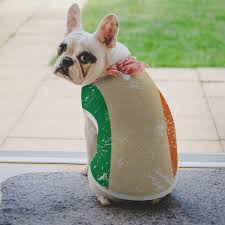 Como Trazer seu Cachorro para a Irlanda: Guia Completo e Prático